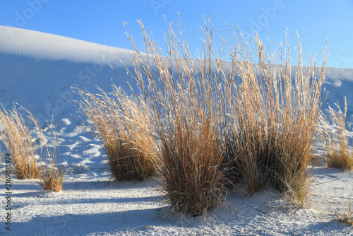 Fotografie Golden Grasses Dance Gently in the Warm Sunlight of a Serene Desert Landscape