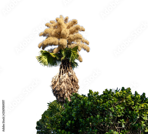 Talipot palm in bloom, displaying large golden structures. Transparent background. Ideal for landscaping, botany, gardening, design, and themes related to Brazilian tropical nature.