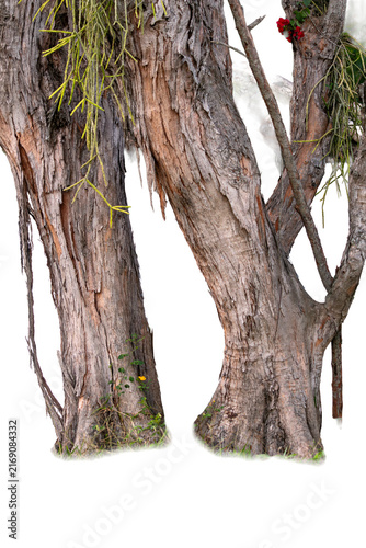 Weathered tropical tree trunks with textured bark and hanging ornamental vegetation. Isolated PNG. Ideal for landscaping, architecture, garden composition, nature, design, and 3D projects.