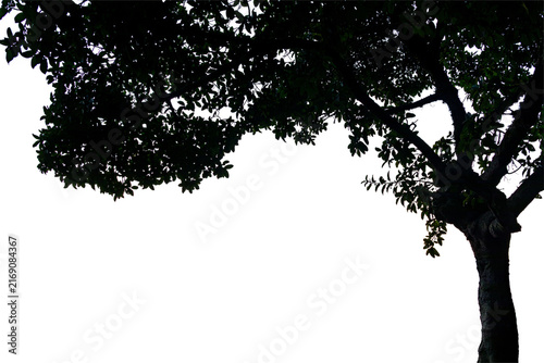 Tropical tree canopy with dense green foliage forming a natural frame. Transparent background; ideal for architecture, landscaping, tourism, advertising, and environmental applications.