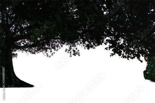 Tropical tree canopy with dense green foliage forming a natural frame. Transparent background; ideal for architecture, landscaping, tourism, advertising, and environmental applications.