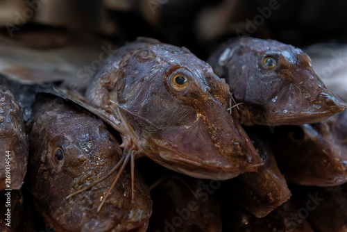 Gurnard or soldier, a bottom dwelling fish