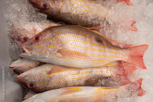 Lane snapper, the Mexican snapper, redtail snapper or spot snapper