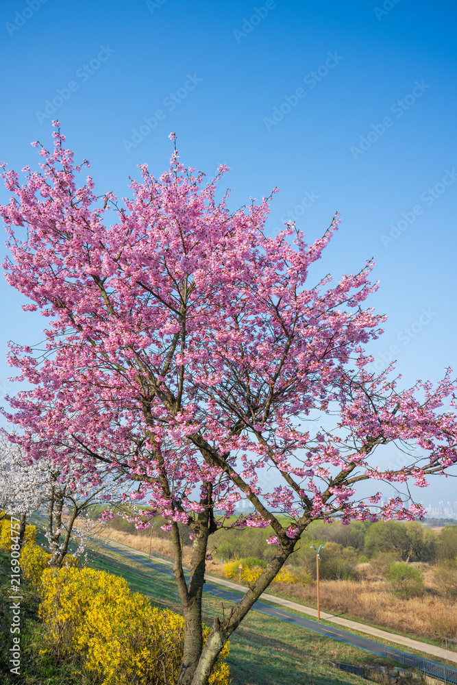 Fototapeta premium Vibrant pink cherry blossom tree and yellow forsythia blooming along park walking path under clear blue sky in spring.