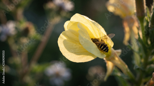 A honey bee collecting nectar and pollen from a delicate yellow evening primrose flower in a sunlit garden
