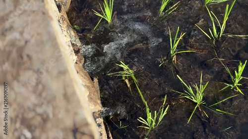 Cinematic macro b-roll of bubbling water flowing steadily into a muddy field, surrounding vibrant young green rice shoots. Calming rural nature shot.