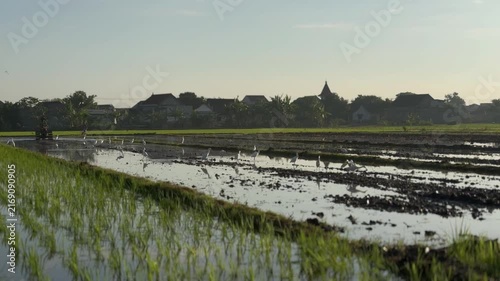 White egrets foraging in a muddy flooded rice field while a farmer plows with a tractor in the background. Traditional Asian agriculture and beautiful rural village scenery.