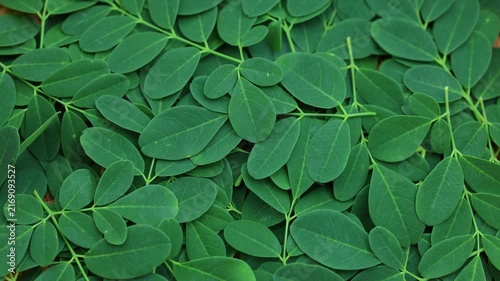 Harvested green moringa oleifera leaves