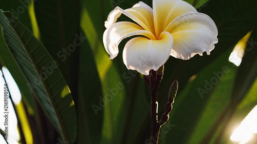 Close-up video shot of a blooming white and yellow flower against lush green leaves, captured from a low angle with sunlight filtering through.