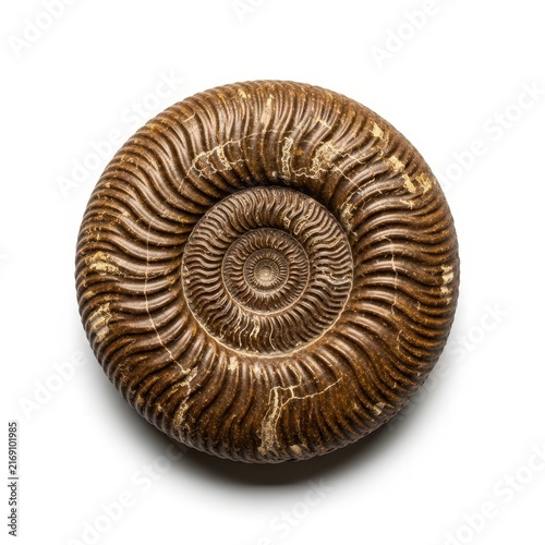 Detailed fossilized ammonite shell isolated on white background.