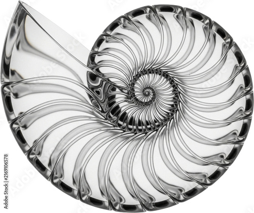 Intricate Nautilus Shell Spiral Monochrome Artwork