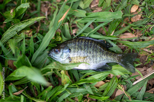 Foto close-up top-down view of a freshly caught bluegill sunfish lying on vibrant gre