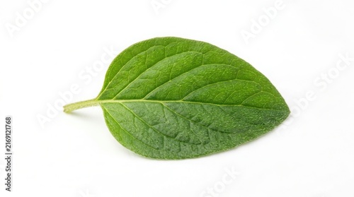Close-up of one fresh green oregano leaf oriented horizontally with single leaf culinary herb seasoning ingredient aromatic isolated background nutrition mediterranean perennial