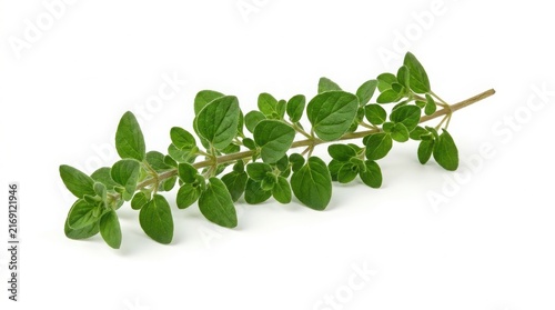 Fresh sprig of green oregano herb isolated on white background with green leaves cooking ingredient culinary herb aromatic plant food photography mediterranean diet pizza herb greek seasoning