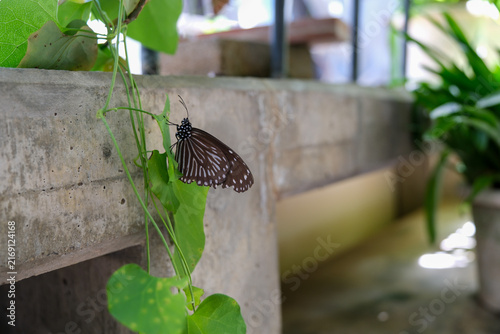 Brown butterfly with white spots resting on green leaf