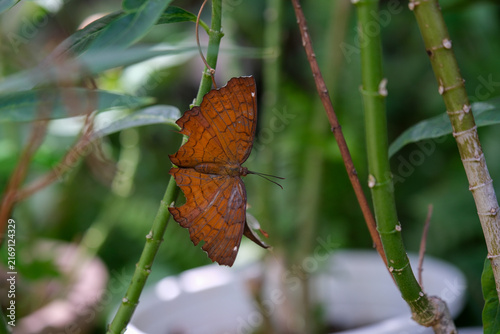 Close-up of an orange butterfly resting on a green plant in nature