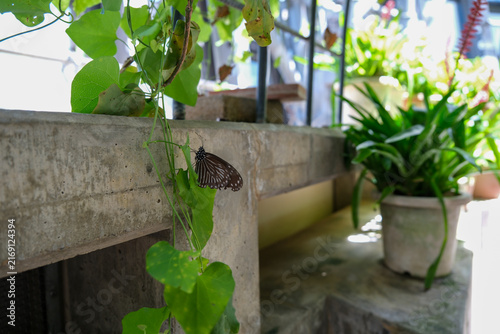 Brown butterfly with white spots resting on green leaf