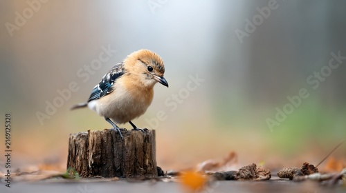 Small tan bird on a weathered stump, surrounded by autumn leaves