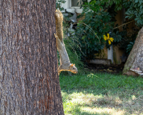 Squirrel climbing headfirst down a tree trunk in a garden.