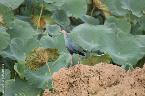 Swamphen in wetland
