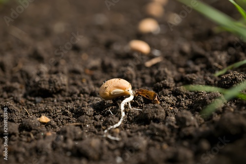 Sprouting Seed in Soil