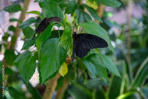 Two black swallowtail butterflies including Great Mormon resting on green leaves