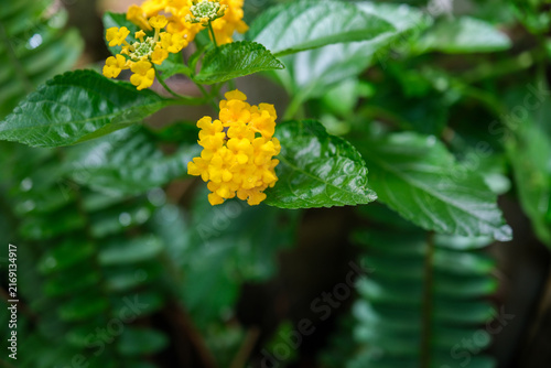 Bright yellow Lantana flowers blooming surrounded by green leaves