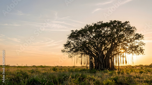 Majestic banyan tree in serene sunset landscape setting