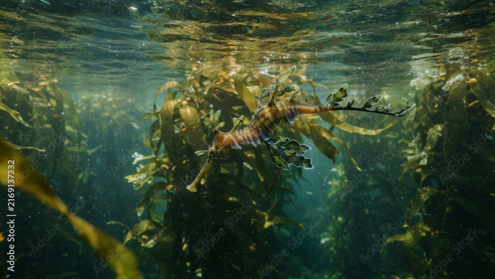 Fototapeta premium Leafy seadragon camouflaged in a vibrant underwater kelp forest.
