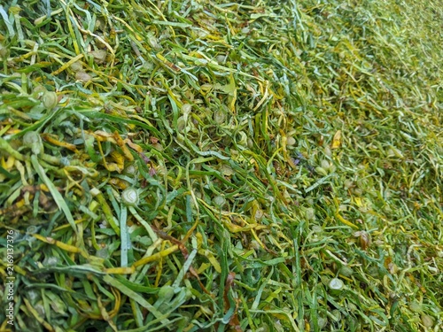 Full frame close up view of fresh green and yellow shredded tobacco leaves texture for agricultural background and natural design projects