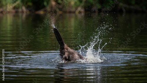 Dog diving headfirst into a calm river, creating a splash with its tail in the air.