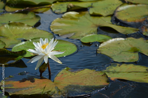 Florida Wildlife White Water Lily