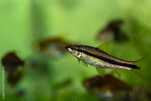 Siamese algae eater fish Crossocheilus oblongus swimming in a tropical freshwater aquarium.