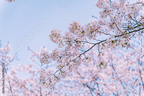 Photography Cherry blossom cluster branching beneath a clear blue sky, Gucun Park, Shanghai