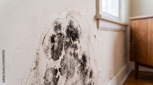 Foto Extensive black mold and significant water damage staining a painted interior wall next to a window