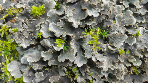 Fotografía Close-up view of grey lichen and vibrant green moss growing on a surface