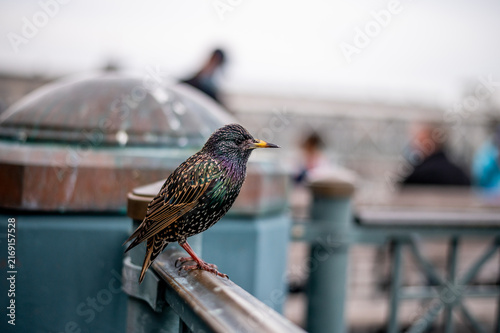 close-up shallow-focus view of a European starling perched on a metal handrail in an urban city setting