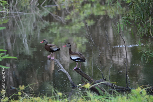 Florida Wildlife Black-bellied Whistling Ducks