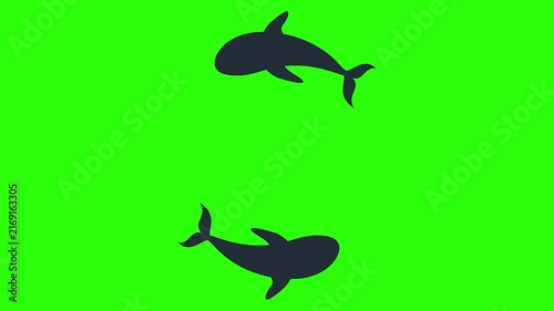 Two whales swimming in a circular motion on green screen background. Ideal for marine life overlays, ocean themes, educational content, and video editing.