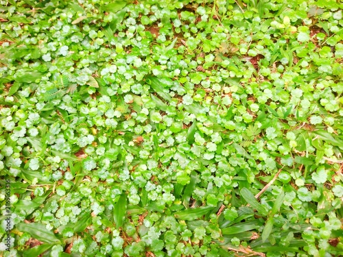 Cuadro en lienzo High angle view of lush green lawn marshpennywort (Hydrocotyle sibthorpioides) g