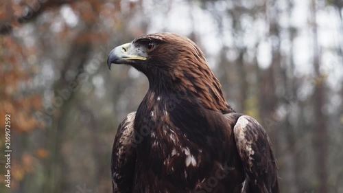 Close up golden eagle looking around with forest in the background, showing majestic bird of prey in natural habitat.