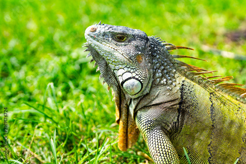 Foto Iguana on bright green grass