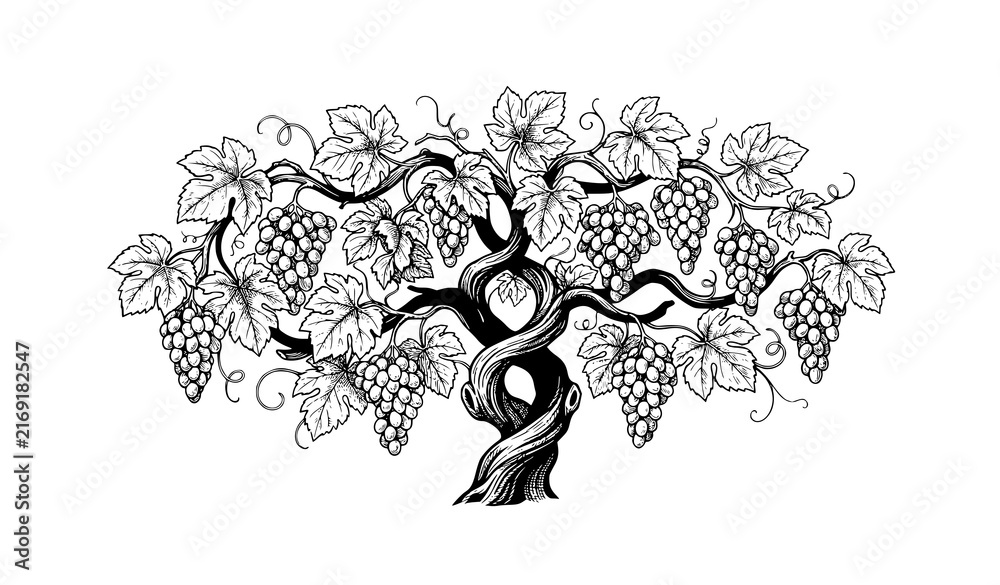 Naklejka premium Vintage Grape Vine Branch Fruit Hand Drawn Black White Vector