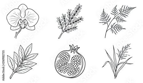 Botanical line art collection, 6 hand drawn floral vector icons, minimalist pomegranate and orchid sketches, organic leaf illustrations