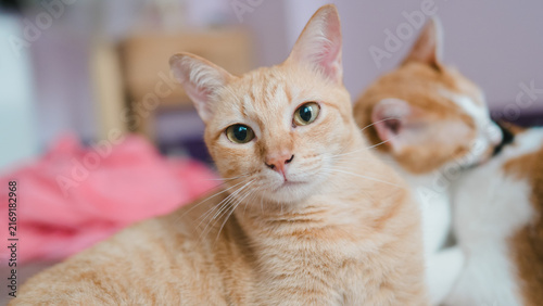 Canvastavla Close up portrait of a cute orange tabby cat looking at camera with blurred ginger cat grooming in background