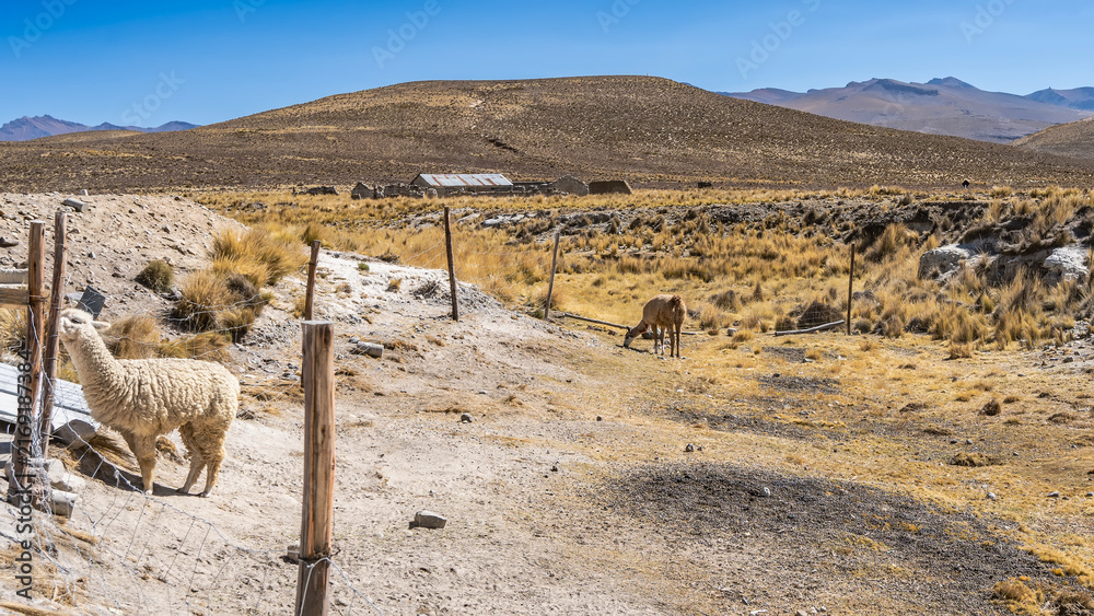 Naklejka premium The llamas are grazing in a pen on a high‑altitude pasture. The enclosure is fenced off. Yellow dry grass on the soil. Mountains in the distance. Blue clear sky. Peru.