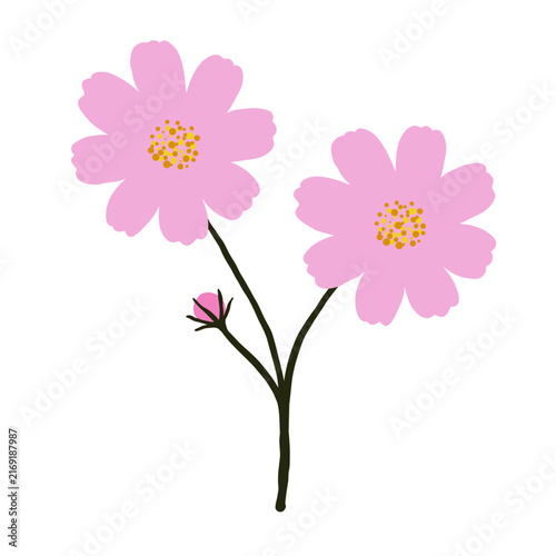 Minimal flat pink cosmos flower sprig illustration, branching stem cosmos clipart top view, botanical flower icon isolated on white background