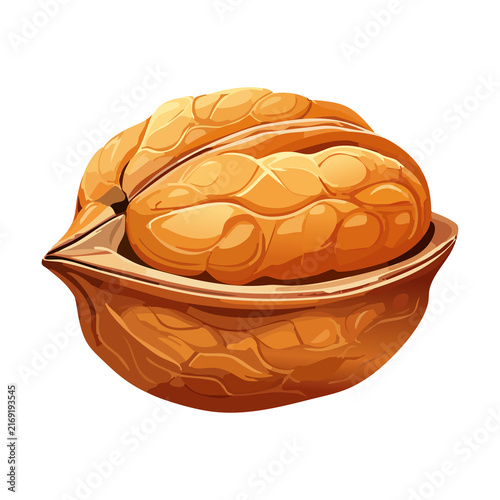 Whole unshelled walnut nut in shell for healthy brain food snack packaging design vector graphic illustration digital element asset