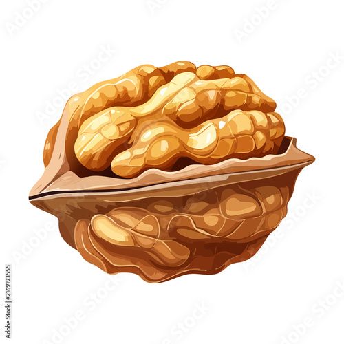 Cracked half walnut kernel showing rich internal nut flesh for baking recipe healthy nutrition graphic vector illustration asset