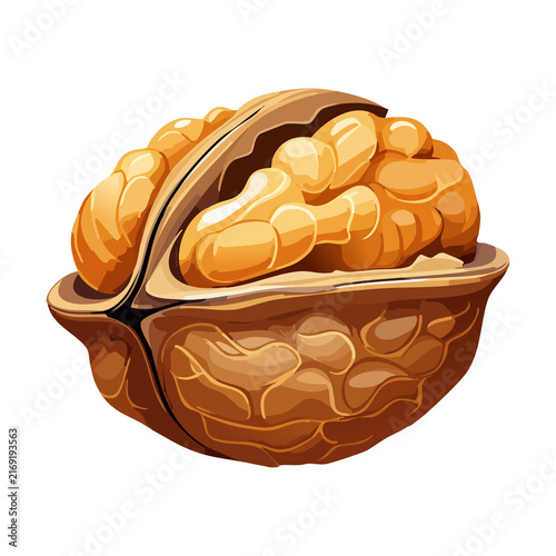 Open half walnut shell revealing brain shaped edible kernel for natural superfood snack marketing packaging design graphic vector asset